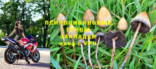 прущие грибы Медвежьегорск
